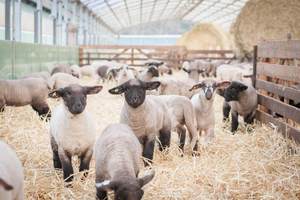 Bild Lehr- und Versuchsanstalt für Tierzucht und Tierhaltung e.V. (LVAT)