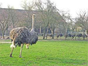 Bild Straußenfarm am Bolzenteich