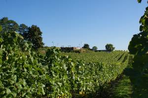 Bild Weinbau Dr. Lindicke - Werderaner Wachtelberg