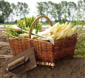 pro agro