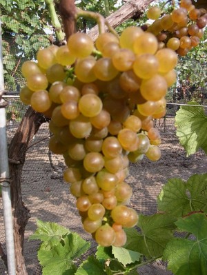 pro agro