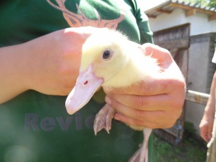 Bild Damwildhof Kraatz