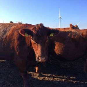 pro agro