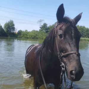 Bild Reitschule am Walde