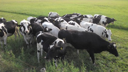 Bild Bauernhof Schulze - Rindfleisch und Milch