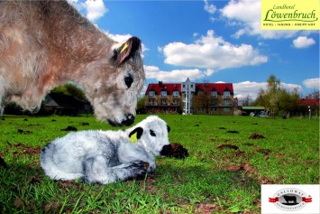 Bild Hofladen Landhotel Löwenbruch, Galloway Genuss-Fleisch
