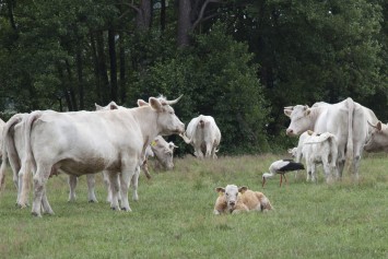 Bild Landfleischerei Ranzig - Fleisch aus Brandenburg