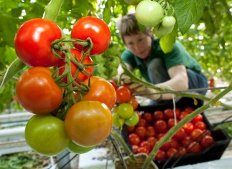 Bild Fontana Gartenbau GmbH - Obst und Gemüse aus dem Oderbruch
