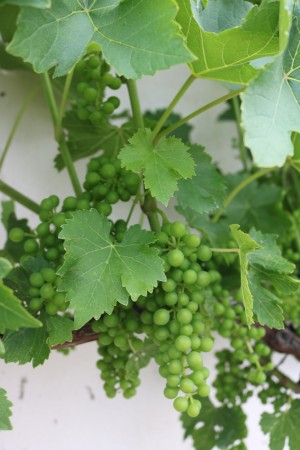Bild Förderverein Niederlausitzer Weinbau e.V. + Weingut Guben-Grano