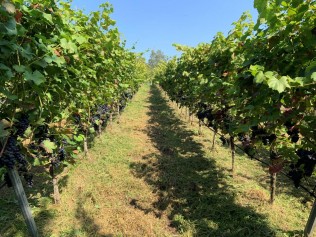 Bild Weinbau Gutshaus Schorbus