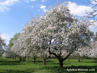 Bild Apfelhof-Wähnert