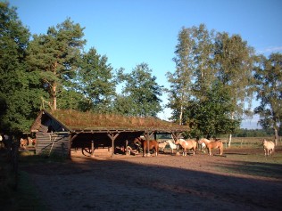 Bild Königsbusch