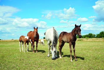 Bild Double-W-Ranch