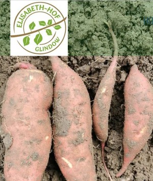 pro agro