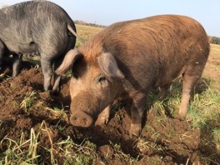 Bild Biohof Fläminger Weideschwein