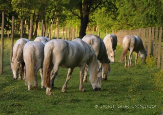 Bild Camargue-Pferde-Hof