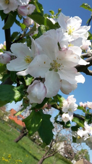 Bild Hof Margalith