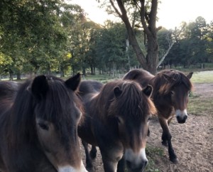 Bild Hofnatur Lebenshof & Nachhaltigkeitsakademie Brandenburg